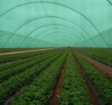Greenhouse