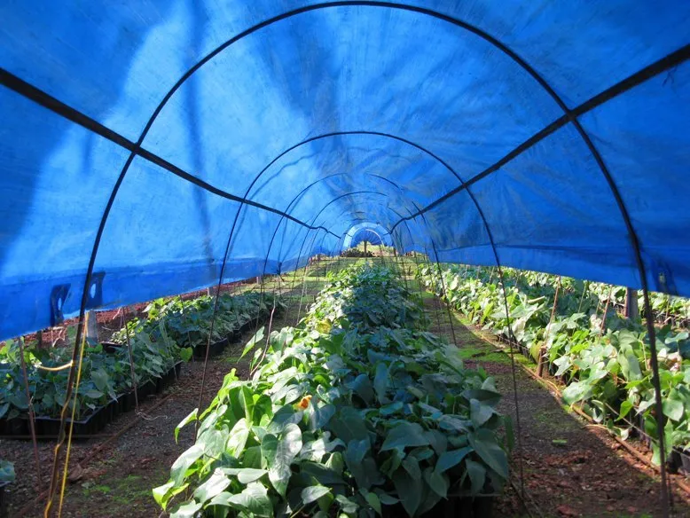 Crop Protection