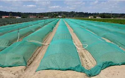 Seedling Protection